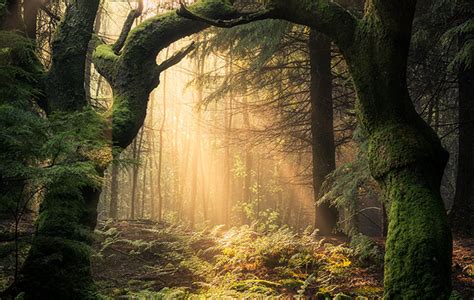 The Power of Nature: Enhancing Inner Peace and Tranquility through a Deep Connection with the Enchanting Forest