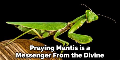 The Praying Mantis: A Revered Spiritual Guide