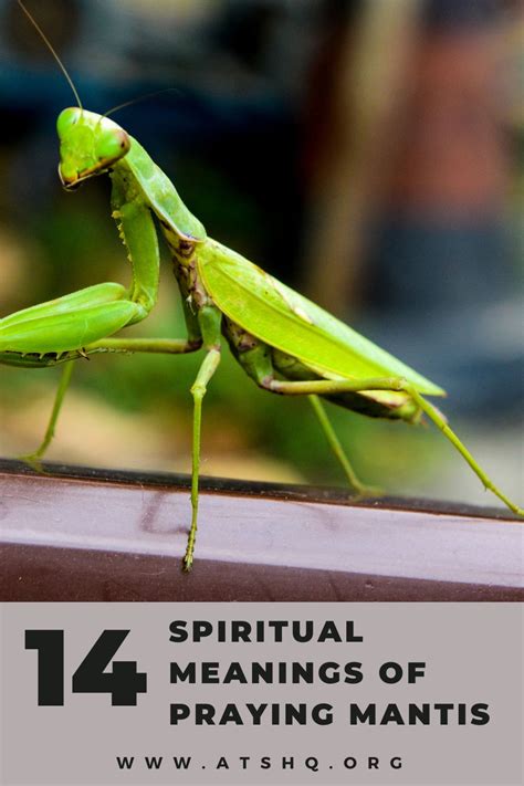 The Praying Mantis: A Symbol of Equilibrium and Concord