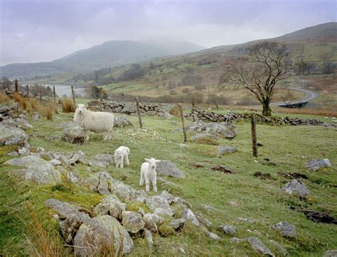 The Profound Emotional Impact of Dreaming about the Demise of Innocent Lambs