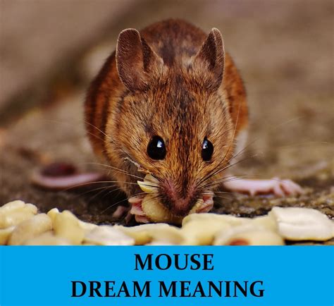 The Profound Significance of Mouse Birth in Dreams