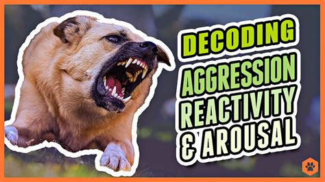 The Protector or Aggressor: Decoding Varied Expressions of Aggression in Canine Reveries