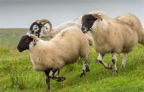 The Psychological Impact of Nightmares Involving Sheep Aggression: Understanding the Fear