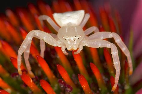 The Psychological Interpretation of Envisioning Petite Pale Arachnids