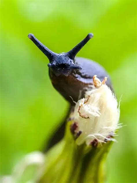 The Psychological Interpretation of Slugs in Dreams