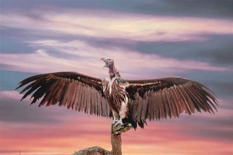 The Psychological Interpretation of Vultures in Dreams