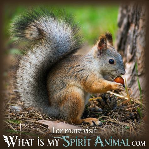 The Psychological Significance of Pursuing Squirrels in Dreams