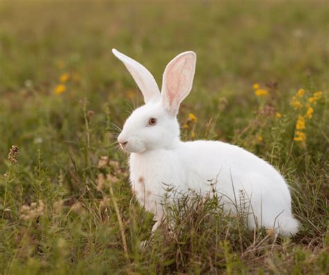 The Pure and Innocent Symbolism of the White Hare in Modern Literature