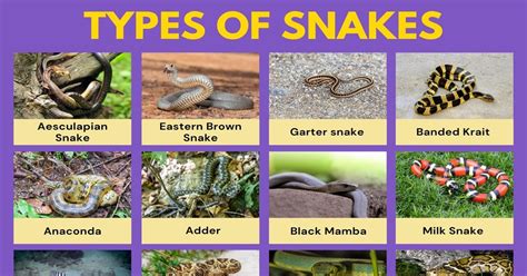 The Range of Snake Varieties: A Comprehensive Examination