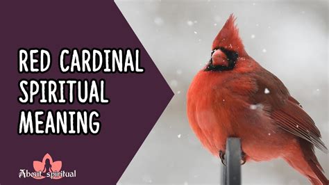 The Red Cardinal: A Messenger from the Spirit Realm