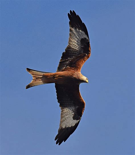 The Red Kite: A Bird of Beauty and Elegance