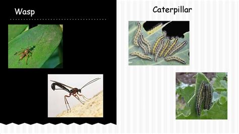 The Relationship Between Caterpillar Colors and Their Food Sources