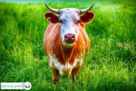 The Relationship Between Cows and Prosperity in Dream Analysis