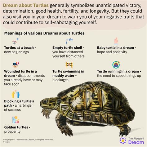 The Relationship Between Turtles and Well-being in Dream Interpretation