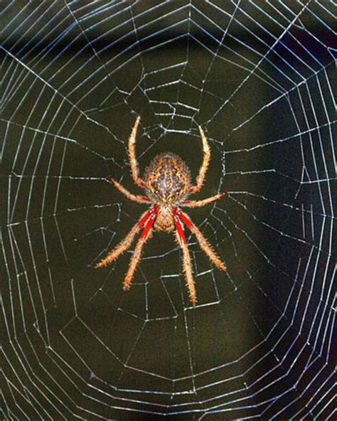 The Remarkable Adaptations of Arachnids