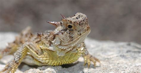 The Remarkable Physical Characteristics of the Horned Lizard