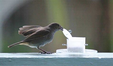 The Remarkable Problem-Solving Capabilities of Birds