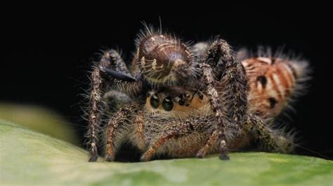 The Remarkable Reproductive Behaviour of Web Spiders