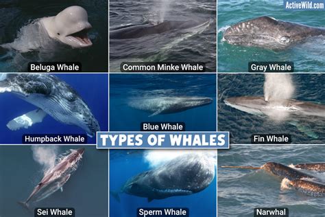 The Remarkable Variety of Whale Species