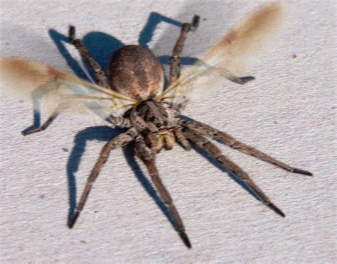 The Representation of a Spider with Wings