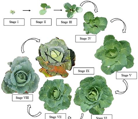 The Rich Heritage and Cultural Importance of Verdant Brassica Oleracea