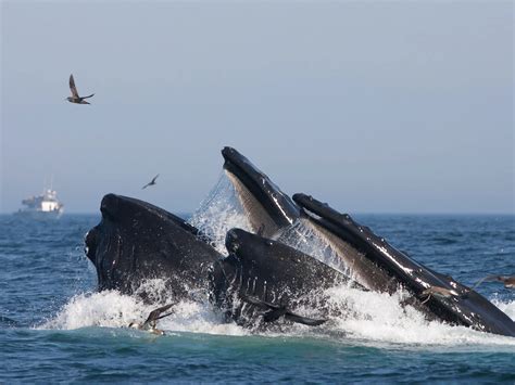 The Richness of Marine Life: From Tiny Shrimp to Majestic Whales