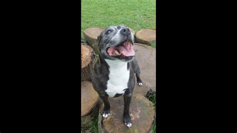 The Rise of Staffie Babe in Social Media