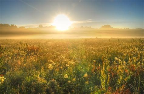 The Rise of Summer Meadows