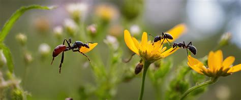 The Role of Ants in the Ecosystem: Beyond Foraging 