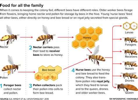 The Role of Bees as Messengers in Various Cultures