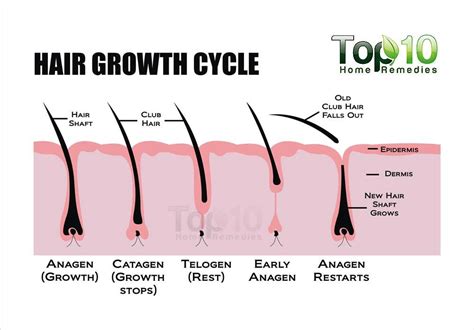 The Role of Genetics: Can You Alter the Natural Hair Growth on Your Torso?