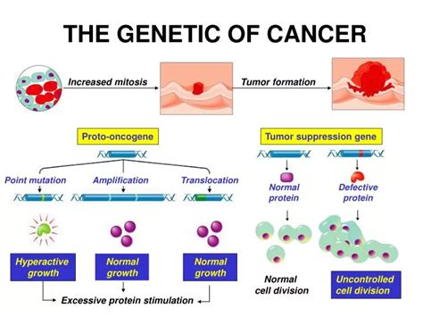 The Role of Genetics in Cancer Development