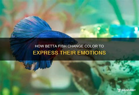 The Role of Memory and Emotion in Dreams about a Betta Fish That has Passed Away