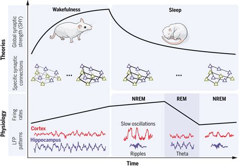 The Role of Sleep in Memory Integration