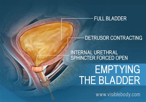 The Role of the Bladder in Dreams of Urgent Urination