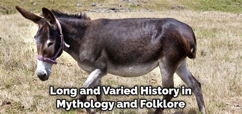 The Role of the Mule in Mythology and Folklore