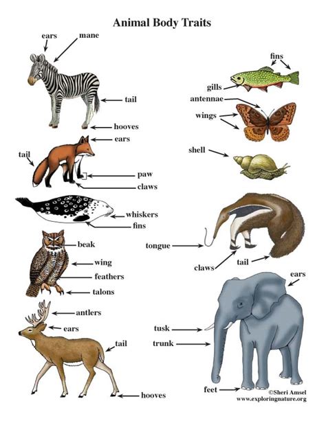 The Science Behind Animal Friendliness: Understanding the Traits that Make Some Creatures More Approachable