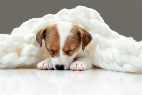 The Science Behind Canine Sleep Fantasies 