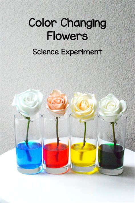 The Science Behind Color: Unraveling the Brilliance of Blossoms