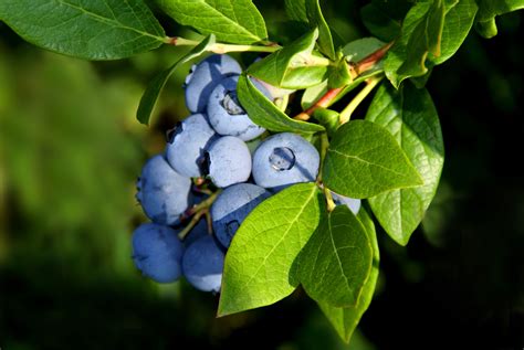 The Science Behind Cultivating Luscious Blueberries