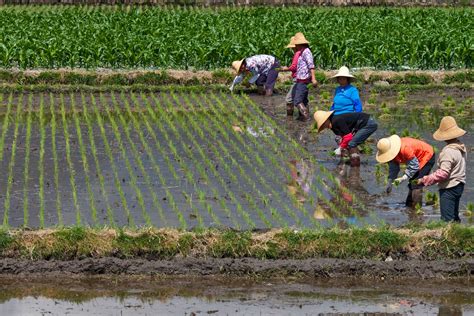 The Science Behind Cultivating Rice Fields: Expert Insights for Successful Growth