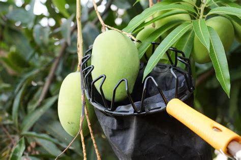 The Science Behind Optimal Mango Selection