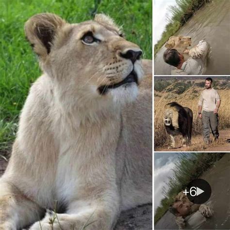 The Science behind the Connection between Lions and Human Beings