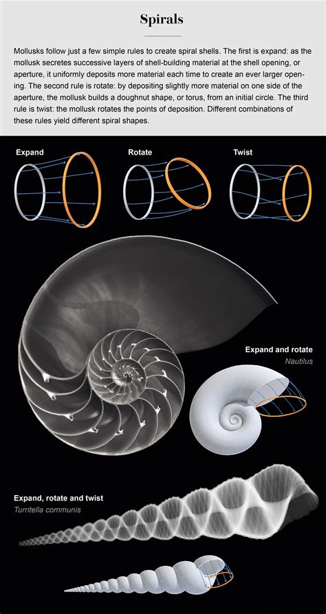 The Science behind the Formation of Seashells