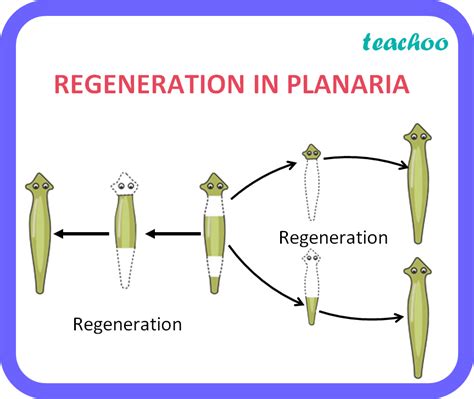 The Science of Regeneration: Exploring the Capacity of Organisms to "Resurrect"