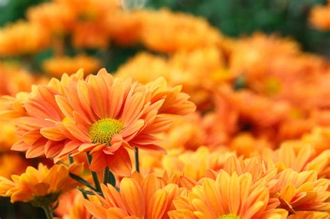 The Scientific Explanation of the Vibrant Orange Color in Flowers