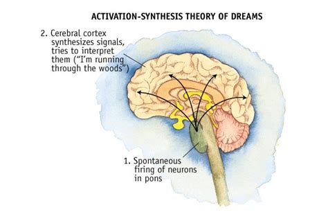 The Scientific Explanations of Electrical Stimulation Dreams: Unraveling the Neurobiological Processes