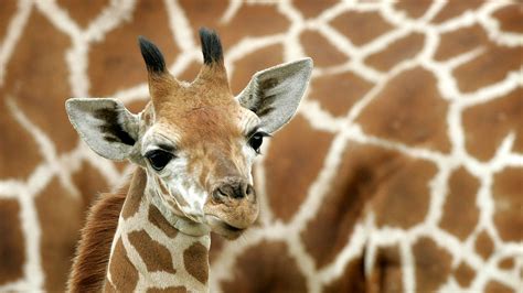 The Scientific Study: Decoding the Genetic Enigma of Monochromatic Giraffes