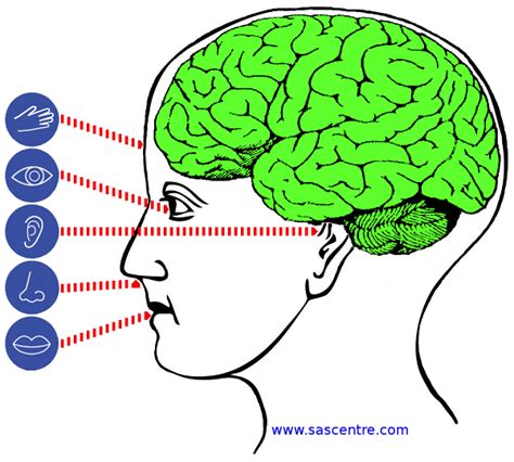 The Sensory Experience of the Mind's Reverie