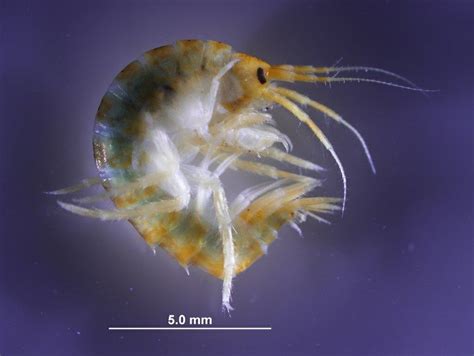 The Shrimp and the Sea: Investigating the Ecological Significance of Tiny Crustaceans